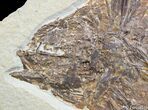 Large Inch Long Priscacara Fossil Fish #2360-3